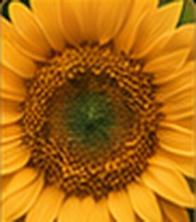 Sunflower seed spiral