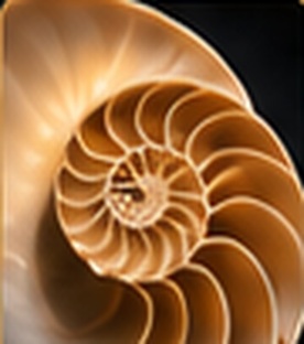Spiral shell